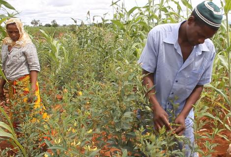 Beneficiaries of SNAP Project